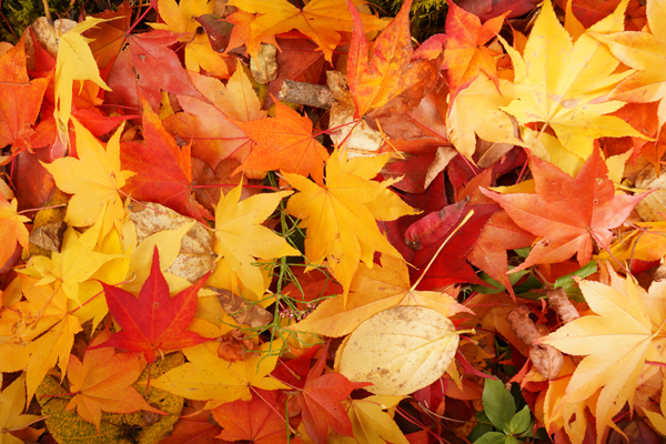 写真：紅葉の絨毯