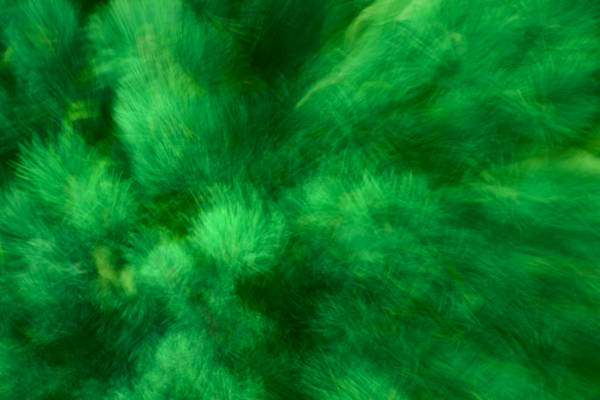 写真：緑の棘