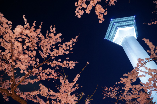 写真：五稜郭の夜桜