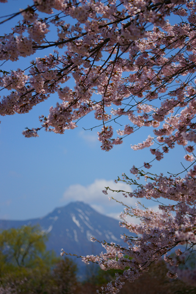 写真：桜と駒ケ岳